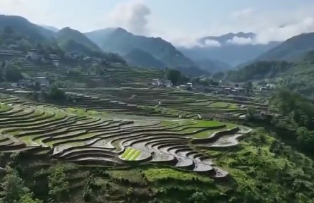 陜西：“三夏”農(nóng)忙正當(dāng)時(shí) 搶種搶收保豐收