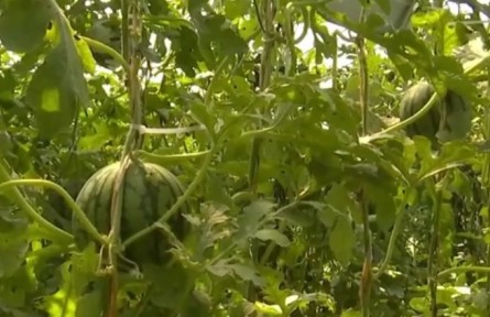 河南襄城：4000多畝西瓜迎來豐收