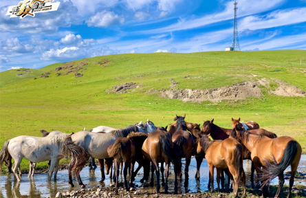 內(nèi)蒙古：牧云千里，碧草如歌
