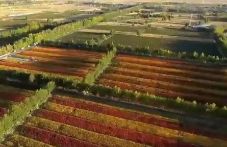 青海海西：推動藜麥產(chǎn)業(yè)健康高質(zhì)量發(fā)展