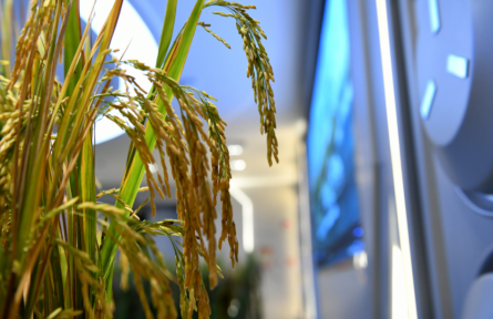 中國人的種菜天賦上天了！太空如何種水稻？