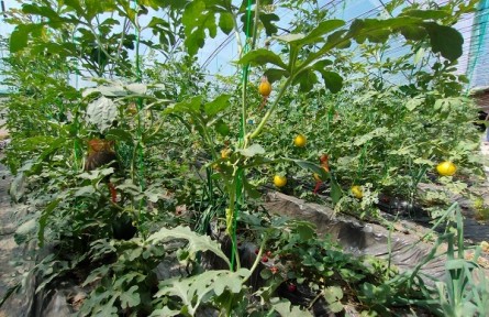 草莓地里的西瓜長在“空中”，北京昌平套種模式上新