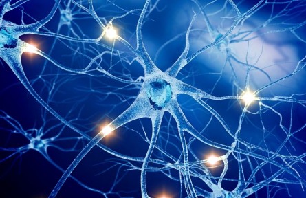 科技名詞 | 中樞神經(jīng)系統(tǒng) central nervous system，CNS