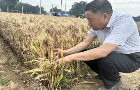 河南新鄉(xiāng)延津縣：托管小麥地頭“進廠”