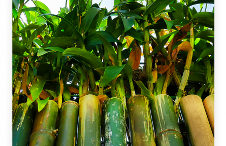 名言 | 孔子：君子和而不同