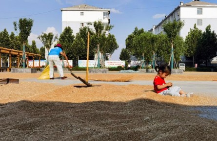 大院曬糧，塔內(nèi)烘干——山東夏糧產(chǎn)后服務(wù)見聞