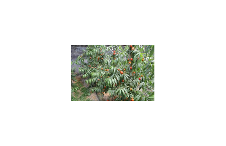 22.一種設(shè)施桃、杏、李專用樹形“細(xì)柱形”（一根棍）的培育方法