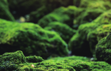 物種故事 | 苔蘚、地衣：各具特色的環(huán)境指示物種