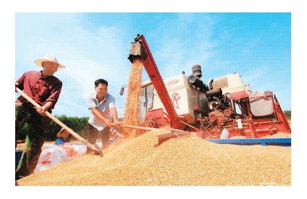 全國夏糧總產(chǎn)量達14613萬噸 穩(wěn)定全年糧食生產(chǎn)有了堅實基礎(chǔ)