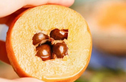 枇杷真能止咳嗎？