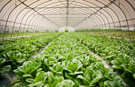 反季節(jié)蔬菜真有這么不健康嗎？