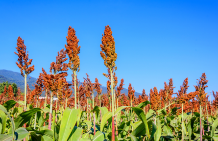 醬香味道的背后有何玄機(jī)？