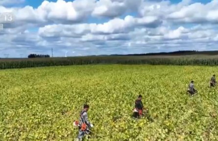 遼寧鐵嶺20余萬(wàn)畝大豆喜獲豐收