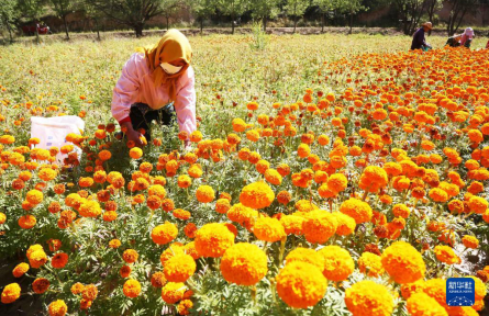 甘肅隴西：萬(wàn)壽菊采摘忙