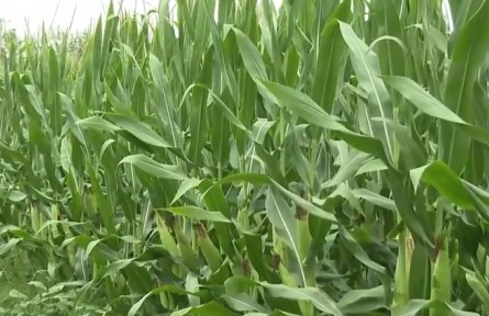 各地抓緊秋糧后期管理 力促糧食豐產豐收