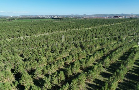 沙地上種出一片“綠?！薄獌?nèi)蒙古自治區(qū)錫林郭勒盟多倫縣生態(tài)治理見聞
