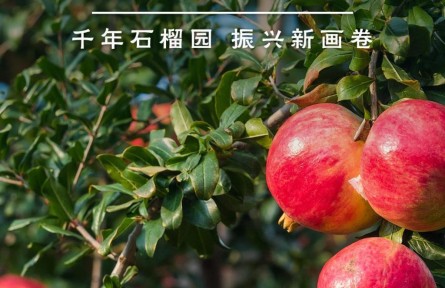 鑒往知來，跟著總書記學(xué)歷史 | 千年石榴園 振興新畫卷