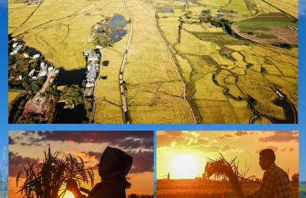 “豐”景如畫 滿載希望——全國糧食主產區(qū)保秋收見聞