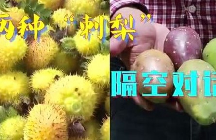 中國貴州對話墨西哥城：兩種“刺梨”，共品豐收甜蜜