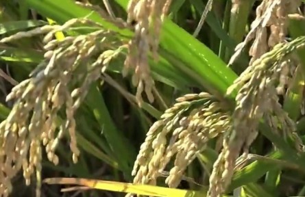 揚(yáng)州大學(xué)：“滄海”變良田 科技助豐年