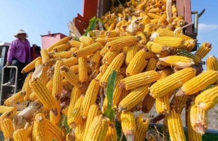 仲農(nóng)平：多地受災(zāi)，秋糧為何還豐收？