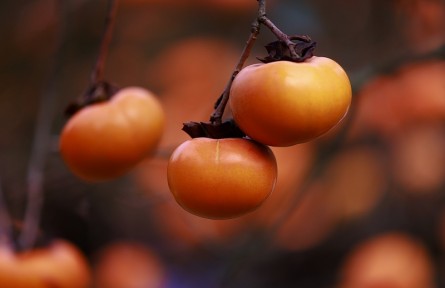 辟謠 | 盡享柿子美味，要跳出這些認(rèn)知誤區(qū)