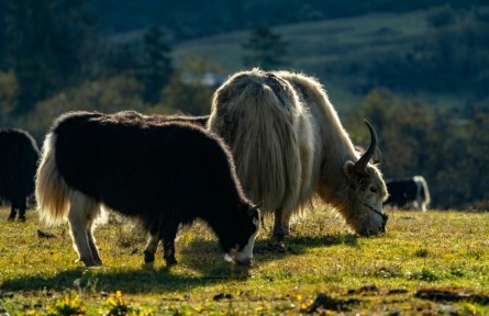 藍(lán)天、草甸、雪山、湖泊……麗香鐵路沿線有多美？