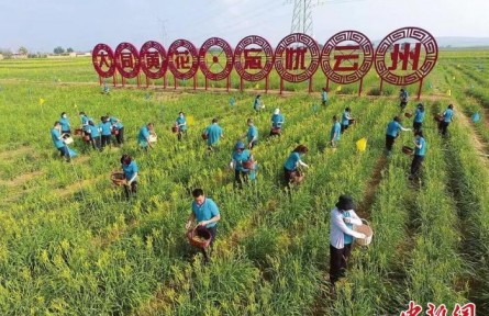 山西大同：黃花產業(yè)跑出鄉(xiāng)村振興“加速度”