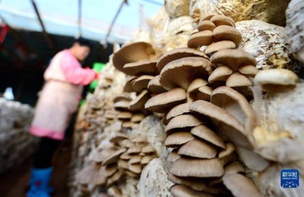 河北邯鄲：食用菌產業(yè)助力鄉(xiāng)村振興
