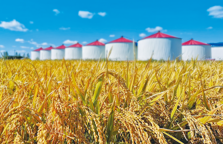 開創(chuàng)糧食產后節(jié)約減損工作新局面