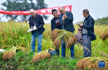 糧食產量連年穩(wěn)定在1.3萬億斤以上 中國飯碗牢牢端在自己手上
