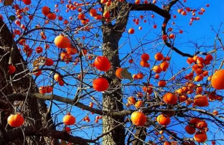 農(nóng)村俗語(yǔ)“院中有五樹，子孫一直富”，說的都是哪些樹？