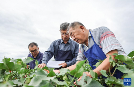 棉花育種專家趙國忠：棉田里的第46個(gè)新年