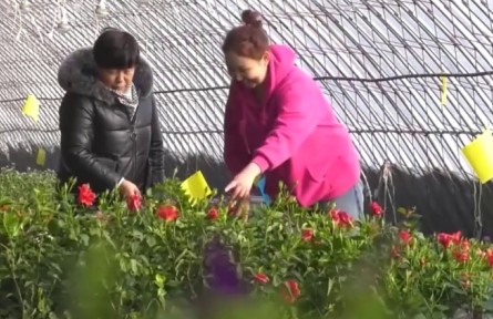 數(shù)字化平臺助力農(nóng)戶 科技提升大棚效能