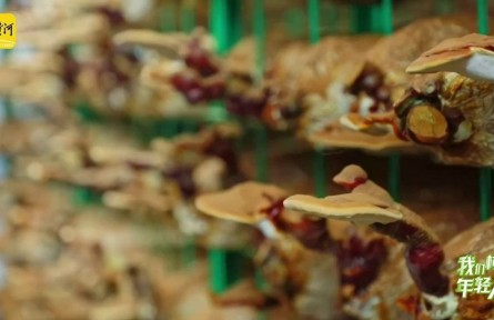 “靈芝大王”曹子英：把“仙草”做成大產(chǎn)業(yè)，一個靈芝盆景賣出近萬元