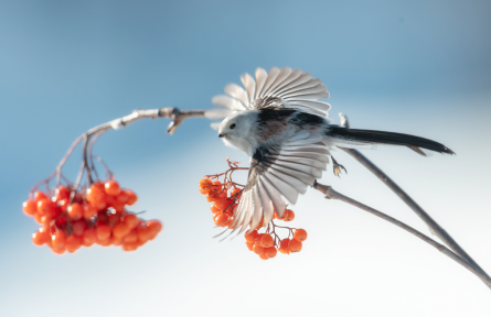 黑龍江伊春：鳥(niǎo)兒雪地爭(zhēng)春