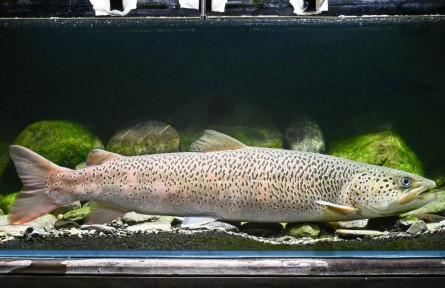 國家一級(jí)重點(diǎn)保護(hù)野生動(dòng)物川陜哲羅鮭全人工繁殖成功