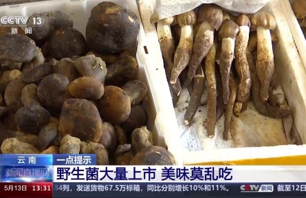 野生菌上市 嘗鮮需謹(jǐn)慎！注意“四不吃”
