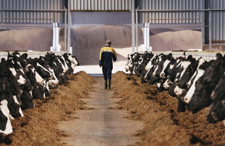 科技名詞|采食量 average daily feed intake；ADFI