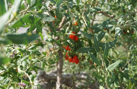 寧夏：現(xiàn)代枸杞產(chǎn)業(yè)逐夢(mèng)“藍(lán)?！?></a></td>
<td align=