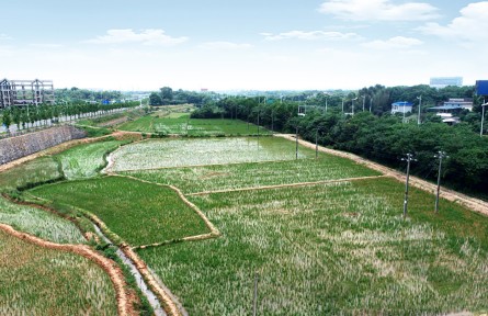 全國(guó)土地日|湖南株洲四級(jí)田長(zhǎng)話耕?！羝鸺Z食安全的重任