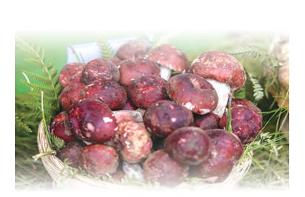 野生菌物種有多豐富？