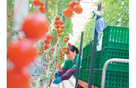 讓一顆番茄“五分甜一分酸”