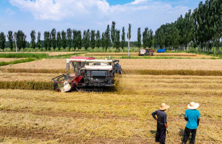 田間好“豐”景！寧夏原糧儲(chǔ)備生產(chǎn)基地10萬畝小麥開鐮收割