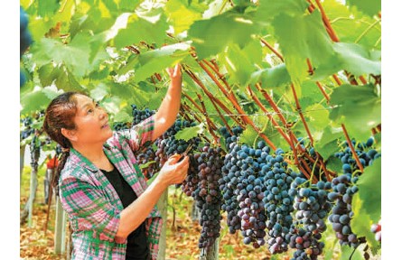 今年國內市場水果為啥變便宜了？