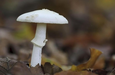 辟謠|毒蘑菇鑒別“妙招兒”靠譜嗎？