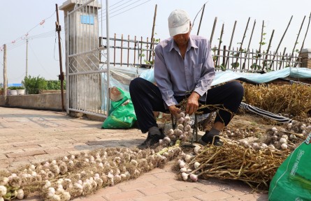 內蒙古突泉縣：蒜鄉(xiāng)好“豐”景 撥響致富金“蒜”盤
