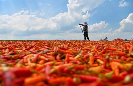縣融記者：蔬果飄香農戶樂