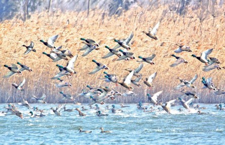 中國(guó)黃（渤）海候鳥棲息地（第二期）擴(kuò)展列入《世界遺產(chǎn)名錄》