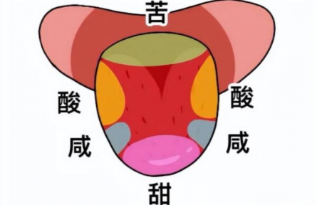 辟謠|“舌尖嘗甜，舌根嘗苦”？你以為的舌頭“味覺地圖”，其實是假的